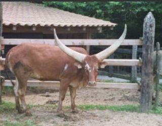 Lustige Kühe im Tierpark 